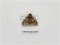 藏品(夙舟蛾屬)的圖片